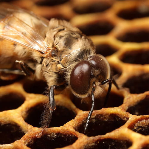 A Male Bee, aka Drone. Multi-rotor drones article.